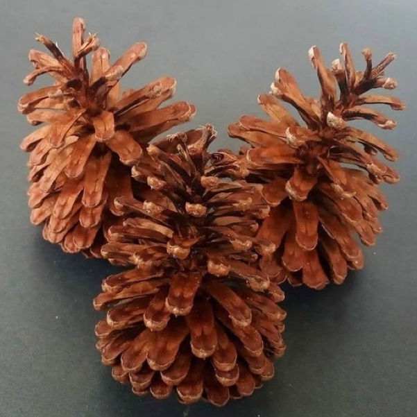 Biji pinus Pine Cone Mainan gigit hewan Hamster Kelinci Chew Pet Toy Bunga pinus Dekorasi pinecone