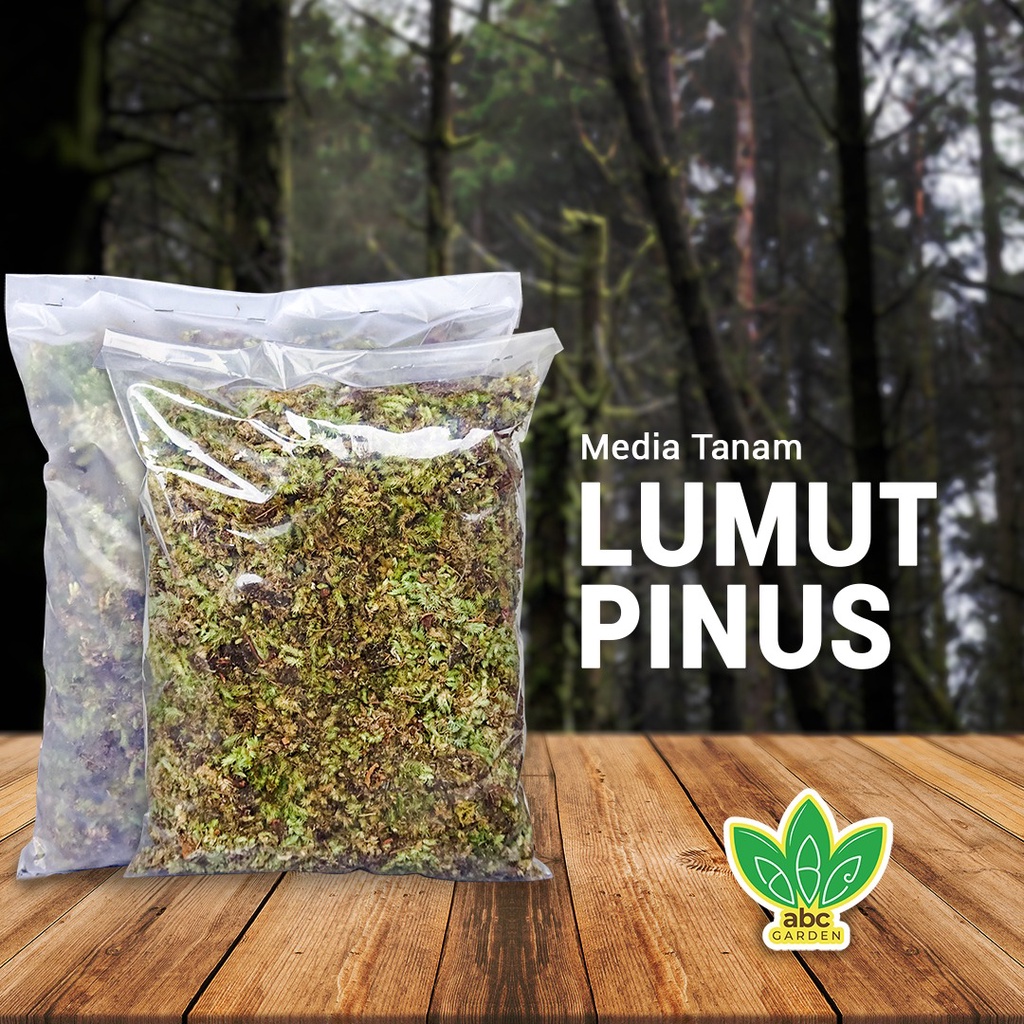 [300gr] Media Tanam Lumut Hidup, Lumut Pinus, Pine Moss