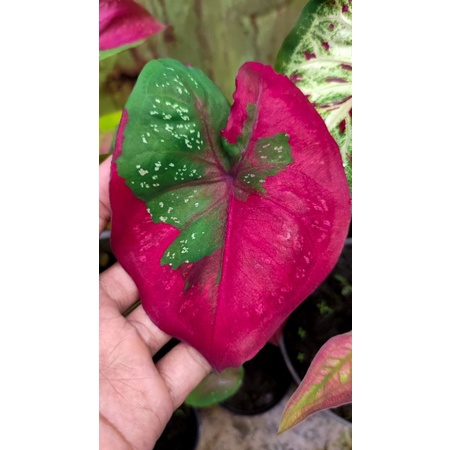 Caladium Baret / Keladi Baret