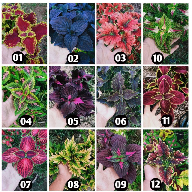 tanaman hias miana stek batang 20 jenis/bunga caleus/iler/jawe kotok/kathok suek bunga murah romosan