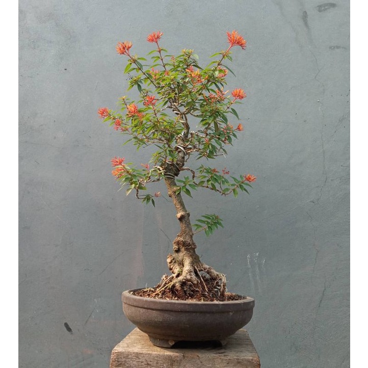 Bunga pusaka merah bahan bonsai
