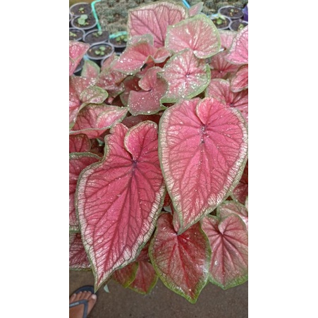 Caladium Red Jaguar / Keladi Red Jaguar