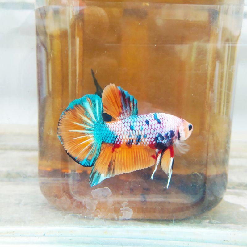 CUPANG NEMO COPPER DAN CANDY