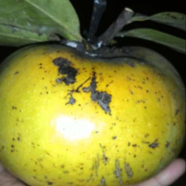 

Buah black sapote