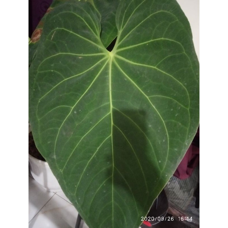 kuping gajah regale x desslerii jumbo made in indonesia