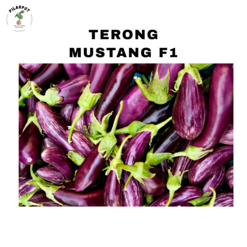 benih bibit terong ungu Mustang f1 cap panah merah - TERONG MUSTANG F1