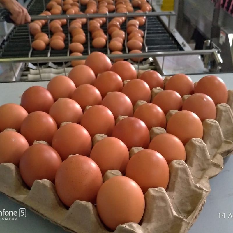 

Tamago trey 30 butir