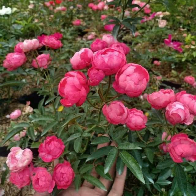 Paket 5 pohon tanaman hias mawar rambat  climbing rose 