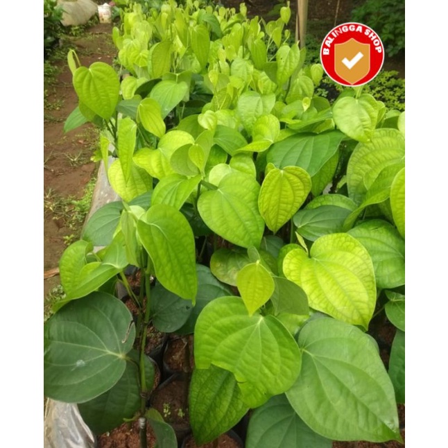 28 Bibit lada india sambung melada bibit lada sudah siap tanam jenis rambat/panjat