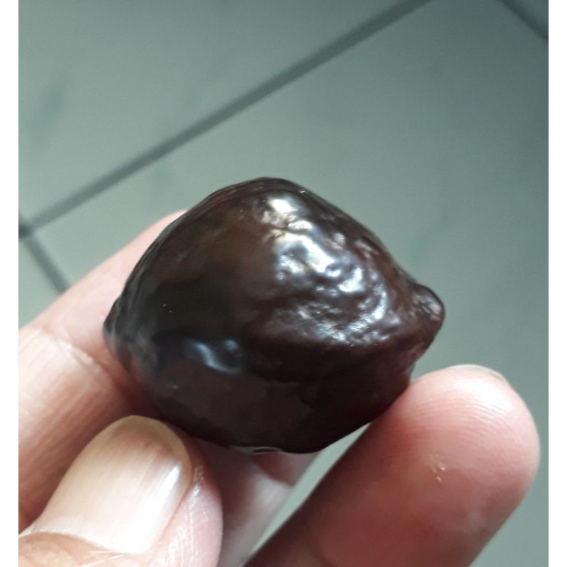 Muncang Adu Mayit Jawa MJ Ori Si Lauk Garung