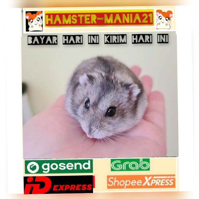 Hamster winter tiger normal (kirim sejawa barat)