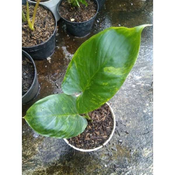 Homalomena Variegata Murce
