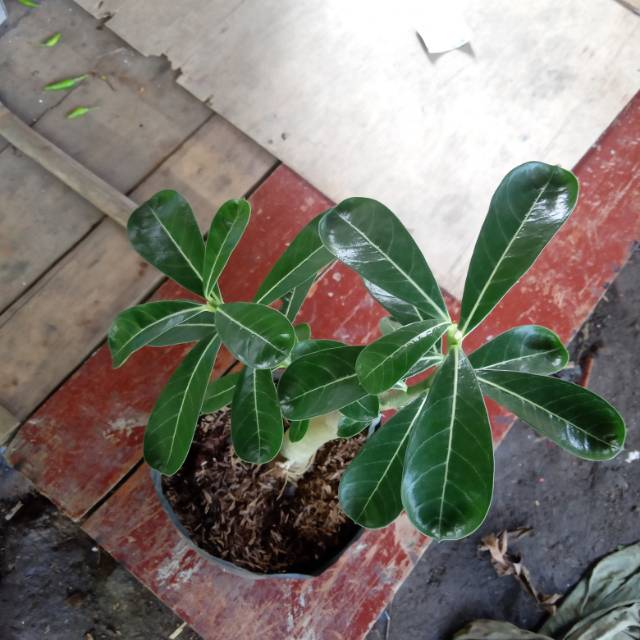 Pohon Kamboja Jepang