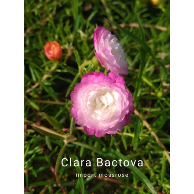 CLARA - krokot impor / mossrose / portulaka / mawar tanah