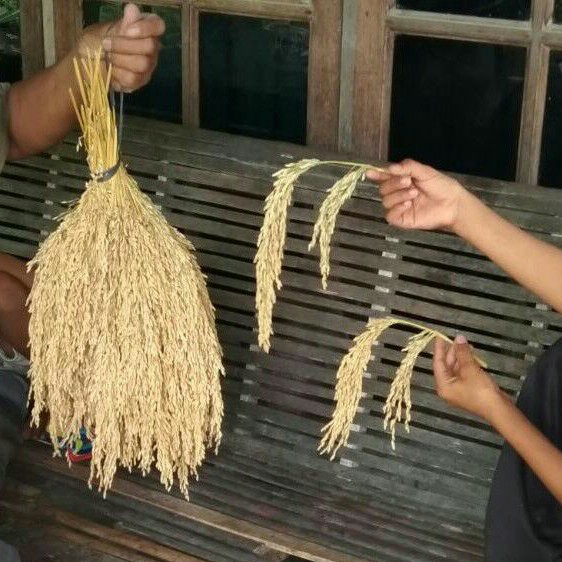 Benih Padi 2 Tongkol Asli Kemasan 5 Kg