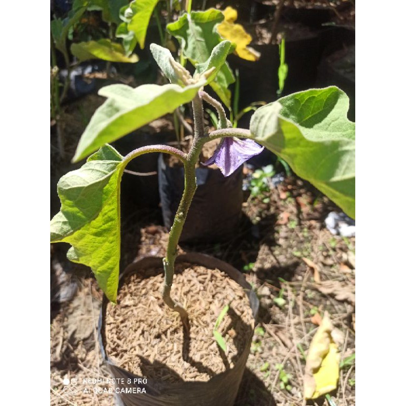 Jual tanaman terong | Shopee Indonesia