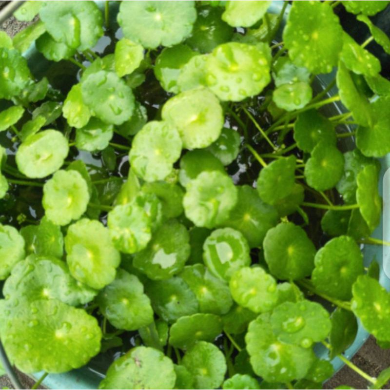 tanaman hias tanaman air pegagan