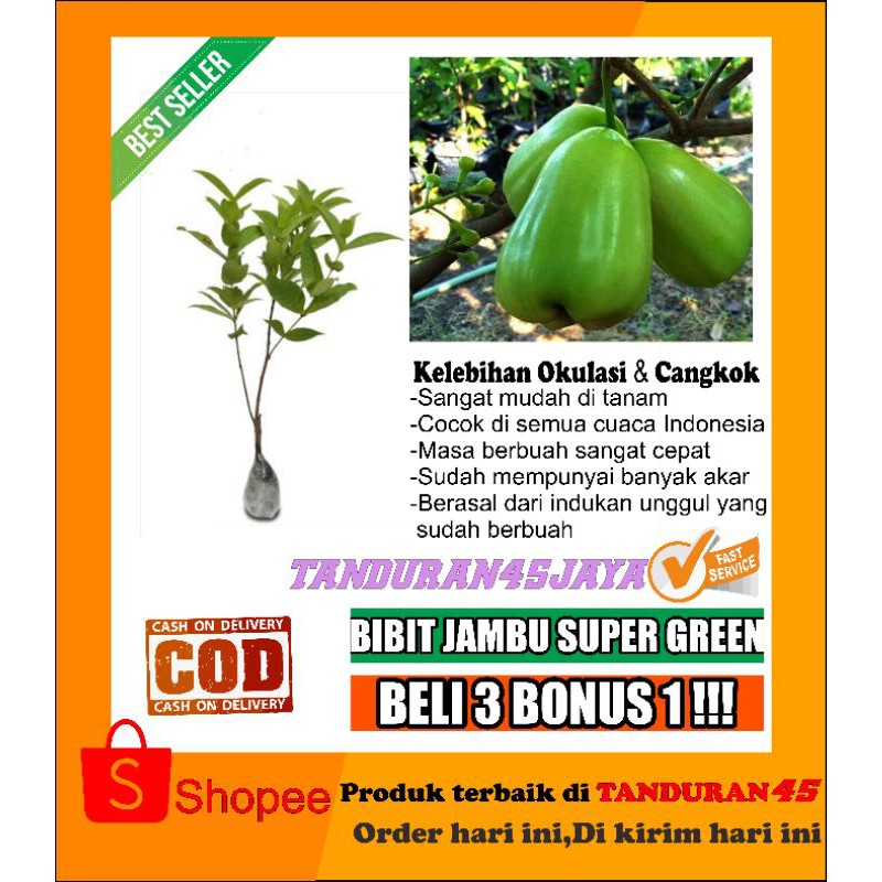 Bibit jambu air super grend/bibit jambu air/bibit jambu