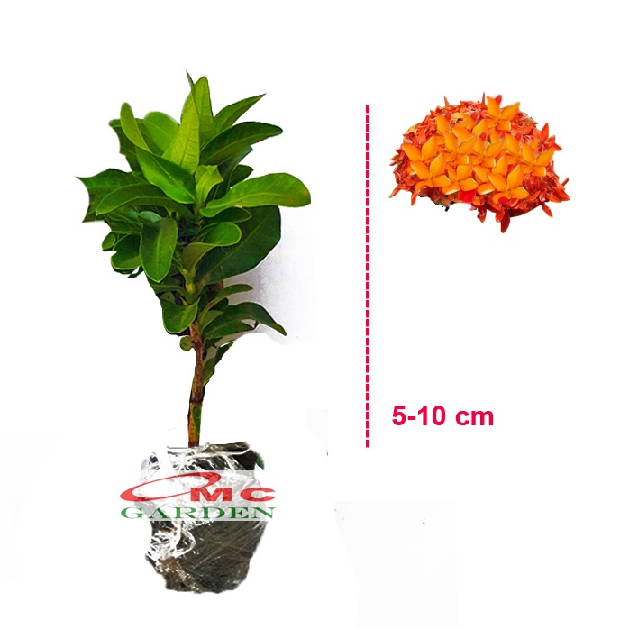 Bibit Tanaman Hias Soka Mini Asoka Jepang Ixora Merah Orange Putih Pink Jambon 0510