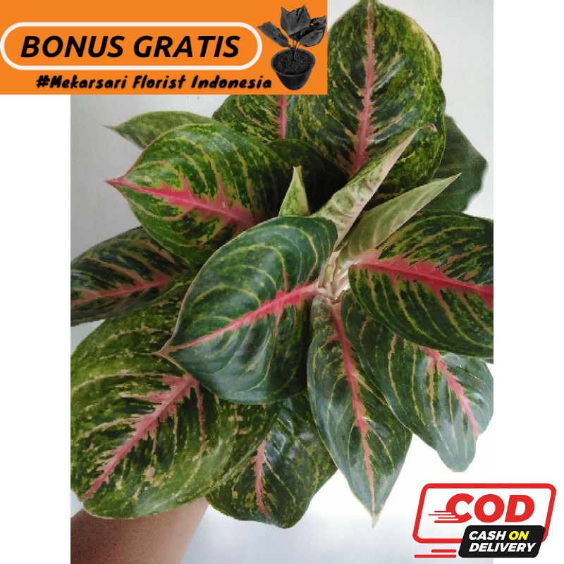 COD. Aglonema Big papa Indukan