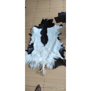 Kulit kambing bulu warna natural