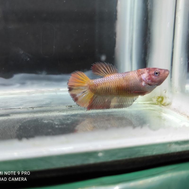 ikan cupang female giant AOC