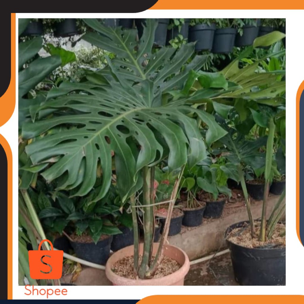 Tanaman Hias Monstera King Jumbo Pot Shopee Indonesia