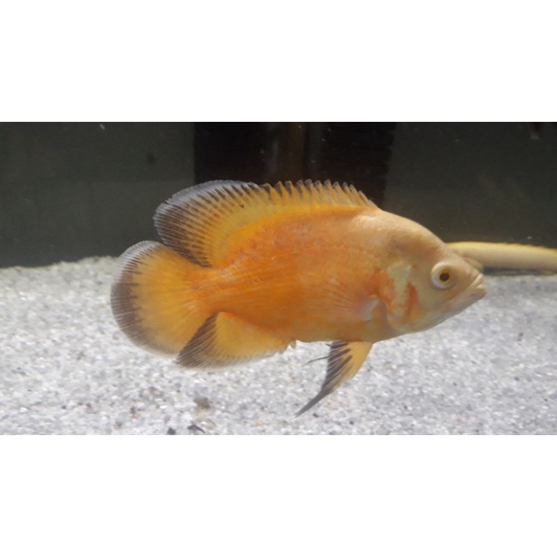 ikan oscar paris albino