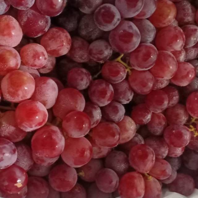 

ANGGUR MERAH AUSTRALIA