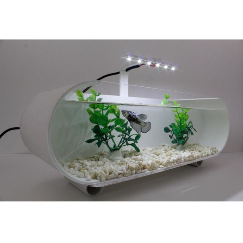 Aquarium akrilik kombinasi pvc, aquarium akrilik lengkung, aquarium akrilik unik, aquarium cupang un