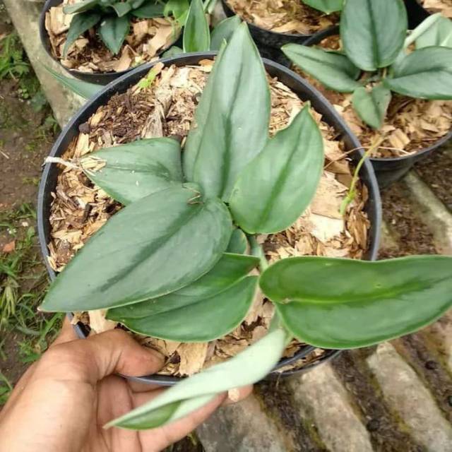 Tanaman hias sri gading susu-sri gading silver