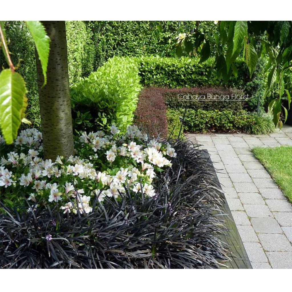 Tanaman Rumput Kucai Hitam (Ophiopogon japonicus ) bergaransi