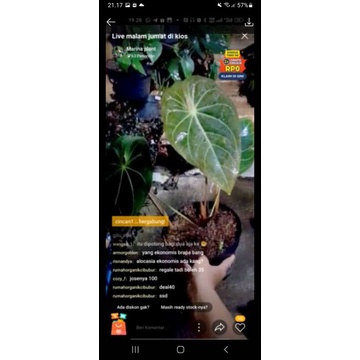 anthurium regale sunda