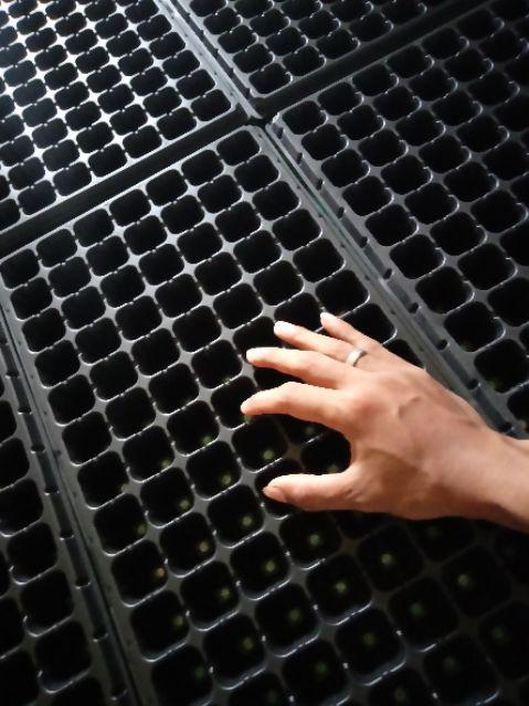 Pot Tray / Tray Semai Tipe 105 Lubang