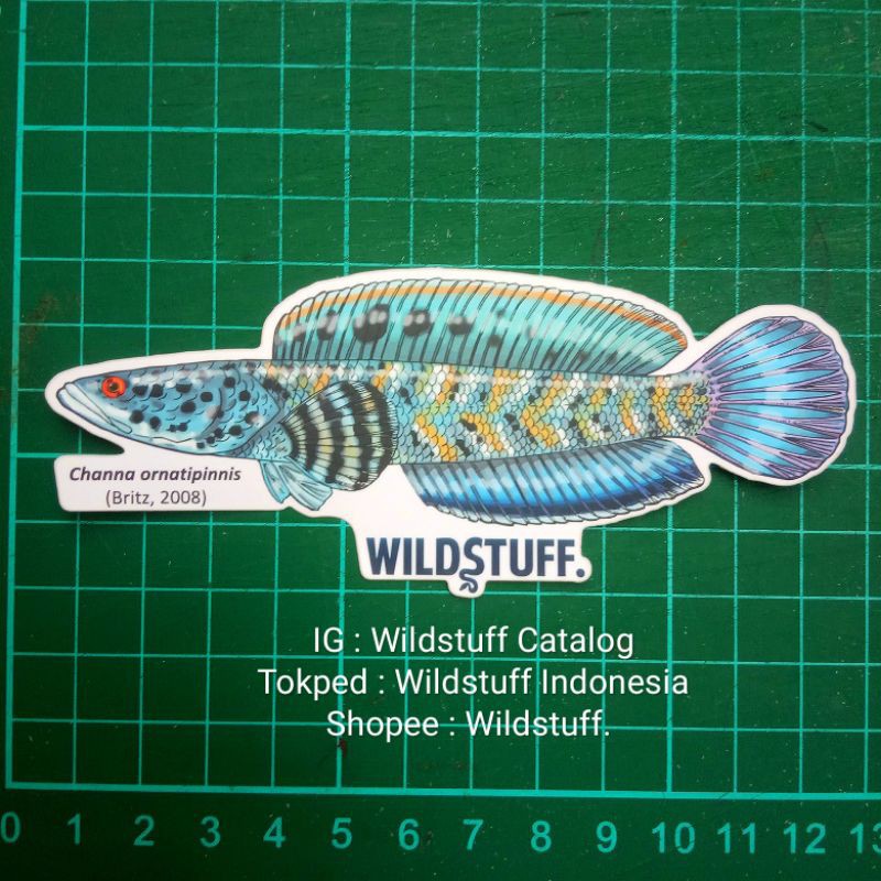 Sticker Wildstuff Channa ornatipinnis ornatipinis