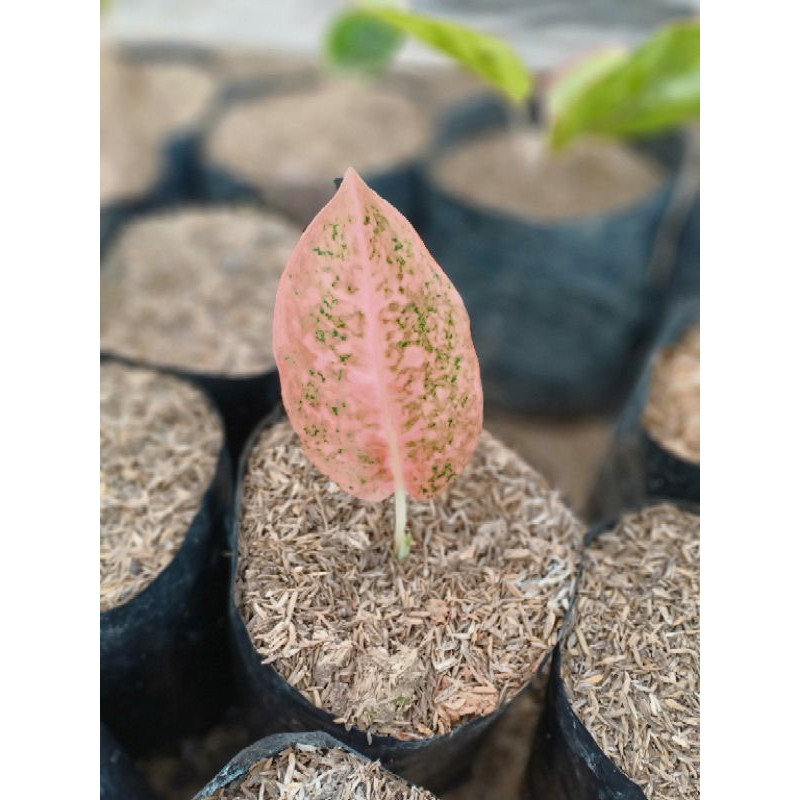 AGLONEMA BABY STARDUST ORANGE