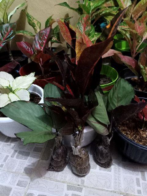 Tanaman Hias - Bibit Bunga Puring Bali