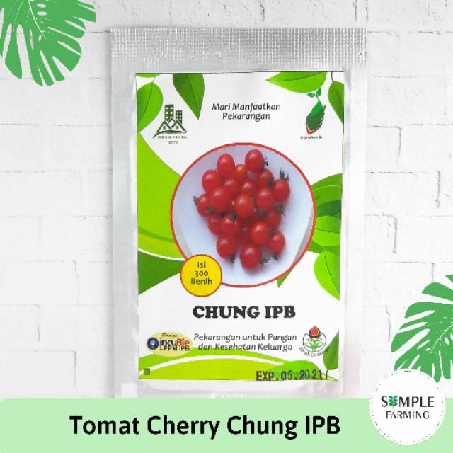 Benih Tomat Cherry