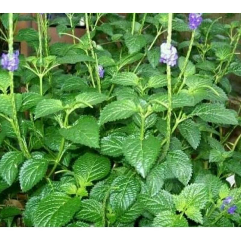 

daun jarong atau pecut kuda/satu kilogram