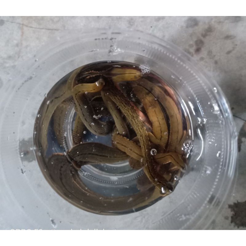 lintah hidup lintah terapi steril minimal pembelian 15 ekor 