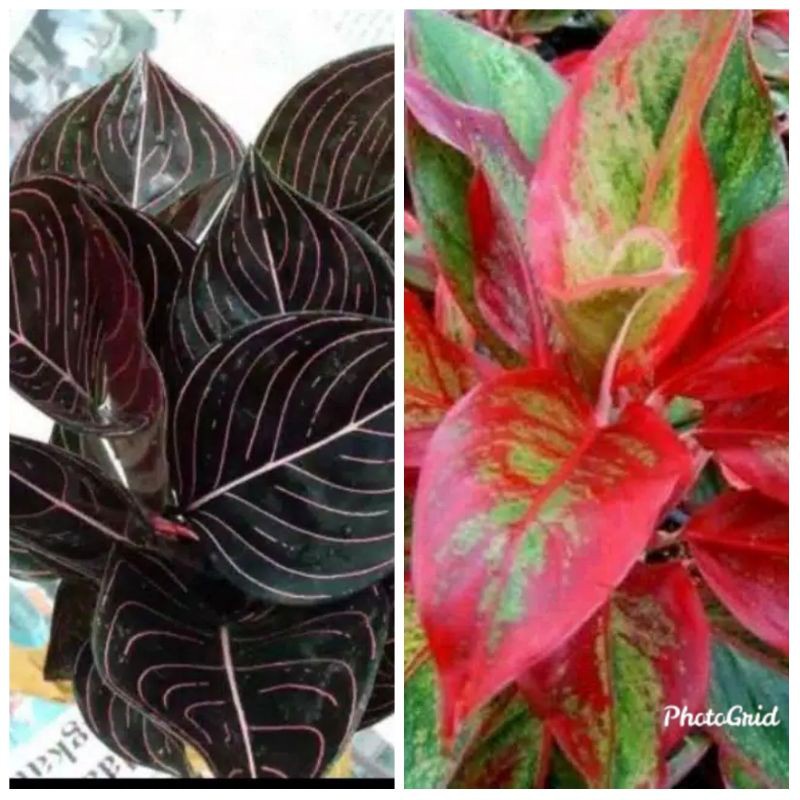 promo paket 2 tanaman hias aglonema rotundum -aglonema Siam aurora -kembang hidup asli-bunga hidup c