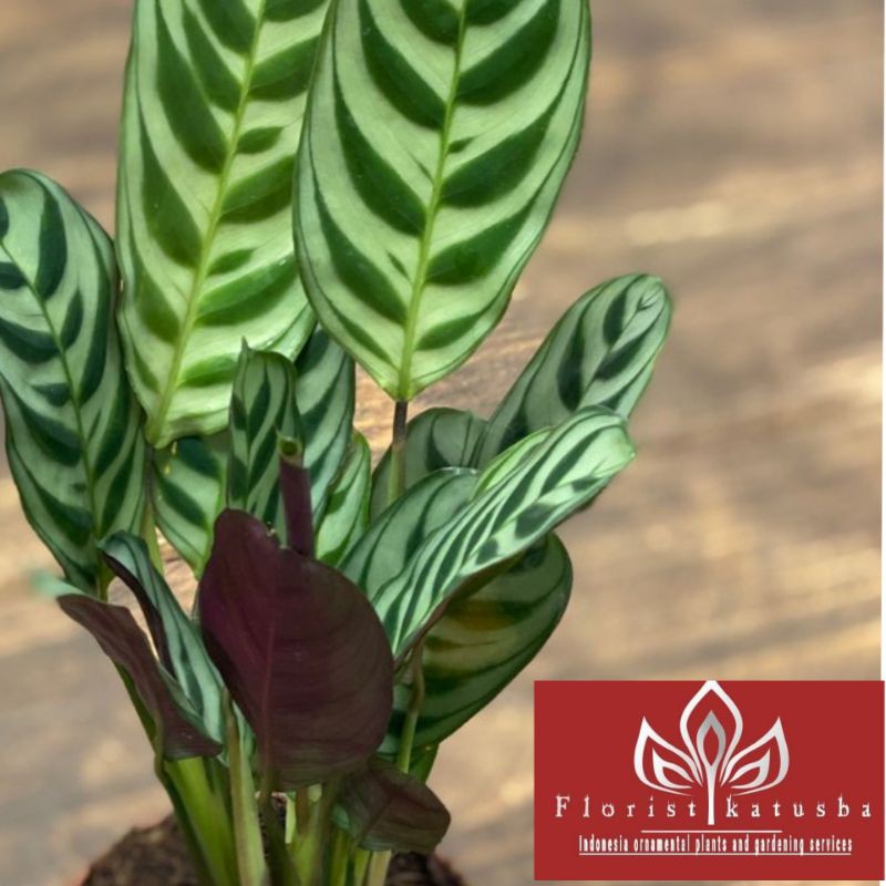  calathea sepat  Shopee Indonesia