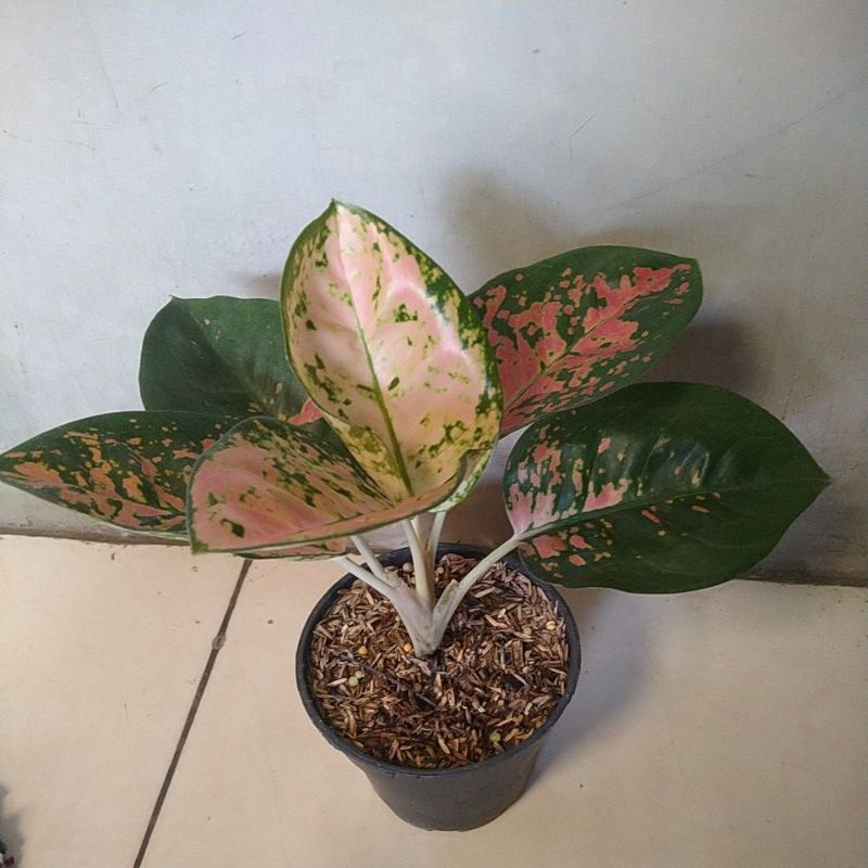 Aglonema Kocin Eboni