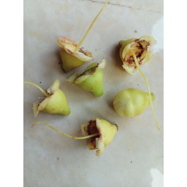 

obat kolesterol dari bunga jambu air (kering/basah)