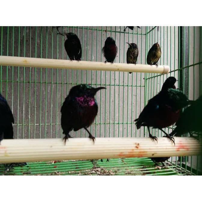 Burung Kolibri Ninja Konin Bahan Metalik Limited Edition Shopee