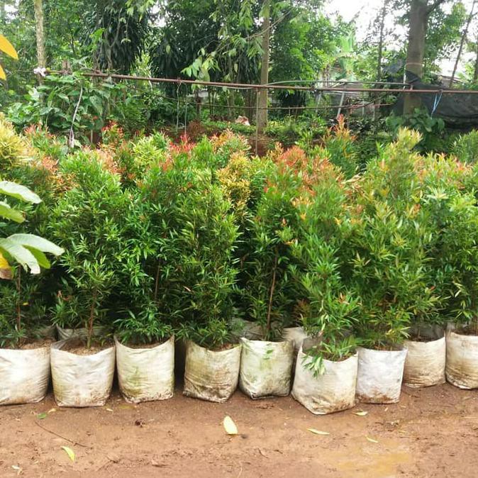 Tanaman pucuk merah siap tanam 1m tinggi