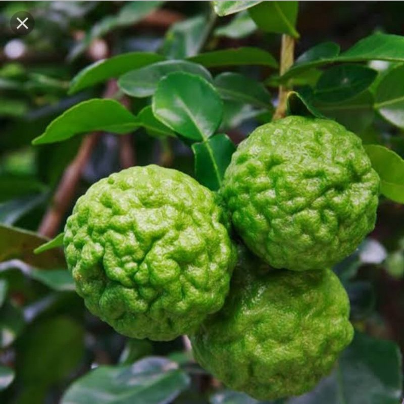 

Bibit jeruk purut buat masak asli okulasi ( Beli 10 Gratis 1 Bibit Buah )