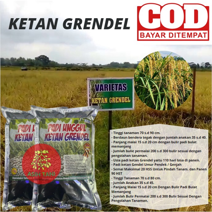 Benih Padi Ketan Grendel/Ketan Putih 1kg