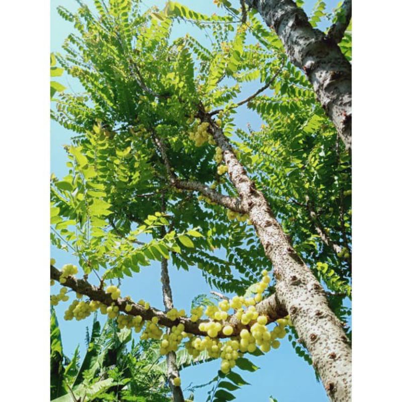 

Buah cereme ceremai 100 gr