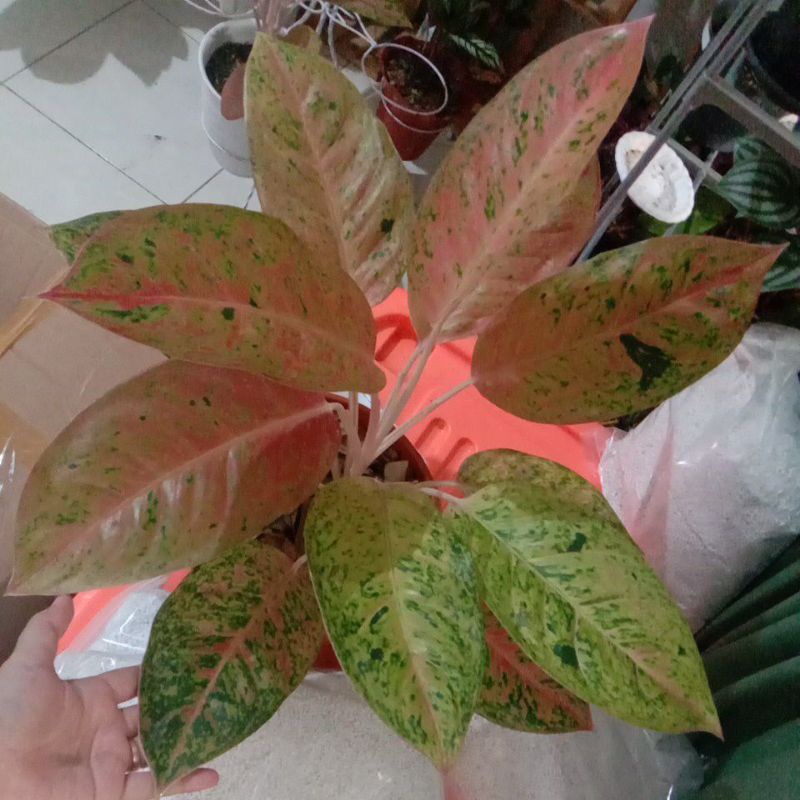 Aglonema Big Roy Jumbo rumpun 2